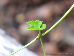 Odontomachus ruficeps