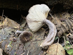 Lactarius pseudomucidus
