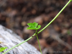 Odontomachus ruficeps
