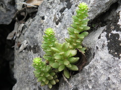 Sedum wrightii