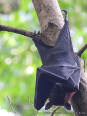 Pteropus alecto