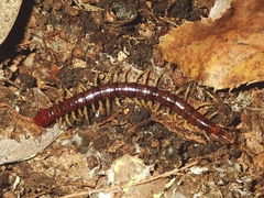 Scolopocryptopidae