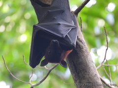 Pteropus alecto
