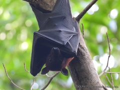 Pteropus alecto