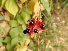 Rhynchosia acuminatifolia