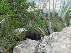 Otospermophilus variegatus couchii