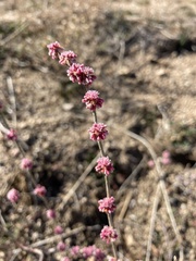 Eriogonum roseum