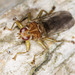Bird Louse Fly - Photo (c) wp-polzin, some rights reserved (CC BY-NC)