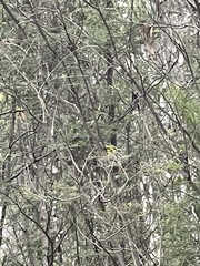 Eopsaltria australis