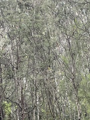 Eopsaltria australis