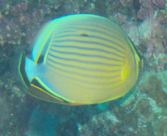 Chaetodon lunulatus