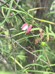 Geitonoplesium cymosum