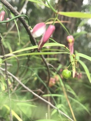 Geitonoplesium cymosum