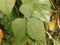 Rhynchosia acuminatifolia