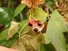 Rhynchosia acuminatifolia