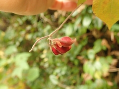 Rhynchosia acuminatifolia