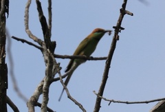 Merops orientalis ferrugeiceps