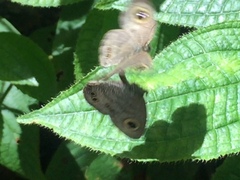 Ypthima horsfieldii humei