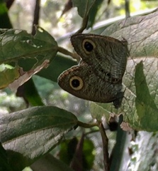 Ypthima horsfieldii humei