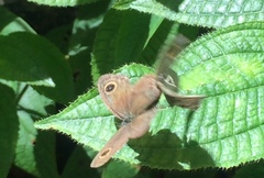Ypthima horsfieldii humei