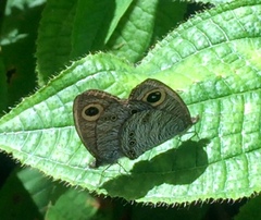 Ypthima horsfieldii humei