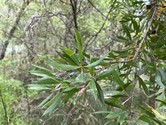 Hakea oleifolia