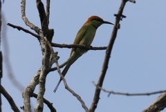 Merops orientalis ferrugeiceps