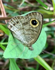 Ypthima horsfieldii humei