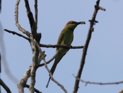 Merops orientalis ferrugeiceps