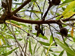 Hakea oleifolia