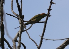 Merops orientalis ferrugeiceps