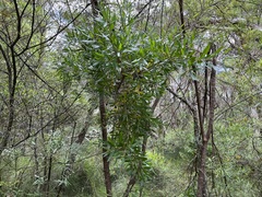 Hakea oleifolia