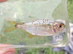 Characinae