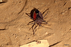 Poecilometis darwini