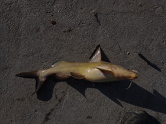Ariidae
