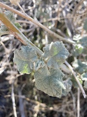 Malacothamnus orbiculatus