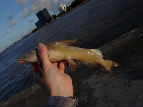 Catfish (Notarius grandicassis) — Ariidae