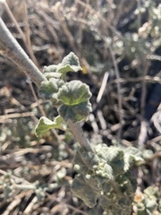 Malacothamnus orbiculatus