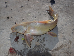 Actinopterygii