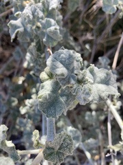 Malacothamnus orbiculatus