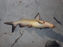 Ariidae