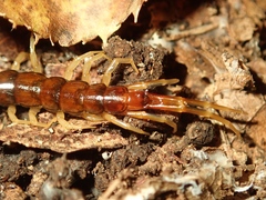 Scolopocryptopidae