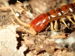Scolopocryptopidae