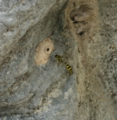 Phimenes flavopictus