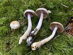 Cortinarius oregonensis