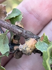 Disholcaspis prehensa