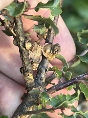 Disholcaspis prehensa