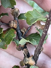 Disholcaspis prehensa