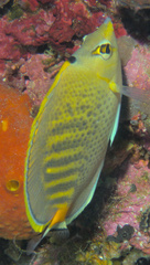 Chaetodon punctatofasciatus