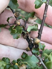 Disholcaspis prehensa